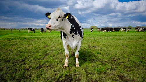 Las industrias lácteas repiten precio hasta la primavera