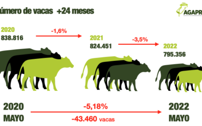 El censo de vacas se desploma un 5,18% en dos años y ya está por debajo de las 800.000