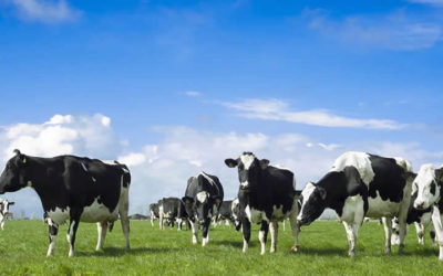 Menos vacas, menos leche y más consumo